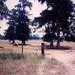 Louisiana hay field, Zero Brahman Ranch, St.Charles, Louisiana 1991